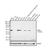 G6PD Antibody in Western Blot (WB)