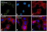 GRP78 Antibody