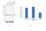 CTH Antibody in Western Blot (WB)