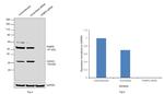 FKBP5 Antibody