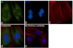 S6 Antibody in Immunocytochemistry (ICC/IF)