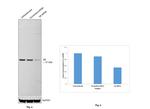 S6 Antibody in Western Blot (WB)