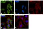 V-ATPase E1 Antibody in Immunocytochemistry (ICC/IF)