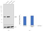 ATP6IP2 Antibody in Western Blot (WB)