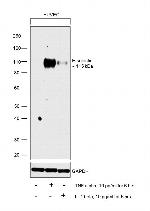 E-selectin Antibody