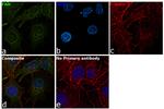 FAH Antibody in Immunocytochemistry (ICC/IF)