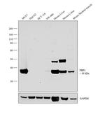 FBP1 Antibody in Western Blot (WB)