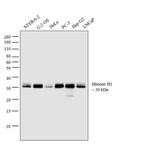 Histone H1 Antibody in Western Blot (WB)