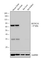 MUNC18 Antibody