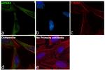 eIF4A1 Antibody in Immunocytochemistry (ICC/IF)