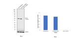 eIF4A1 Antibody in Western Blot (WB)