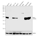 VSNL1 Antibody