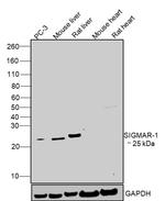 Sigma-1 Receptor Antibody