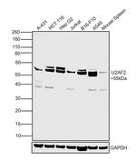 U2AF2 Antibody in Western Blot (WB)