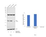 FABP4 Antibody in Western Blot (WB)