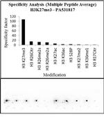 H3K27me3 Antibody in Peptide array (Array)