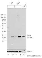 ISG15 Antibody