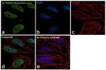 H3K4me2 Antibody in Immunocytochemistry (ICC/IF)