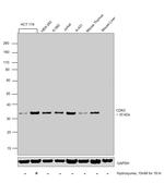 CDK2 Antibody in Western Blot (WB)