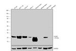 Claudin 7 Antibody