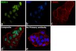 HDAC1 Antibody in Immunocytochemistry (ICC/IF)