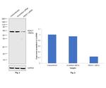 HDAC1 Antibody