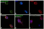 Cytokeratin 20 Antibody in Immunocytochemistry (ICC/IF)