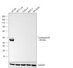 Cytokeratin 20 Antibody in Western Blot (WB)