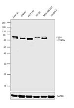 FZD7 Antibody