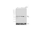 GRPR Antibody in Western Blot (WB)