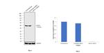 eIF4A1 Antibody in Western Blot (WB)