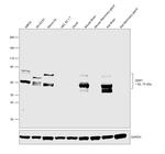 CRMP1 Antibody