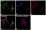 CRMP1 Antibody in Immunocytochemistry (ICC/IF)