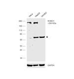 ROBO1 Antibody in Western Blot (WB)