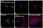 GAP43 Antibody