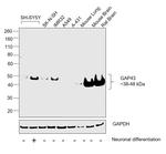 GAP43 Antibody