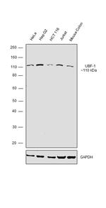 UBF-1 Antibody in Western Blot (WB)
