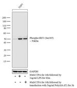 Phospho-IRF3 (Ser385) Antibody in Western Blot (WB)