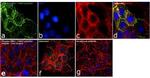 Phospho-ERK1/ERK2 (Tyr204) Antibody