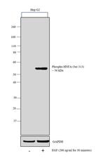 Phospho-HNF4A (Ser313) Antibody