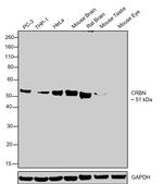 CRBN Antibody