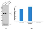 CRBN Antibody in Western Blot (WB)