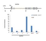 Phospho-Histone H1 (Thr17) Antibody in ChIP Assay (ChIP)