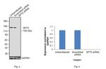 SPT5 Antibody in Western Blot (WB)