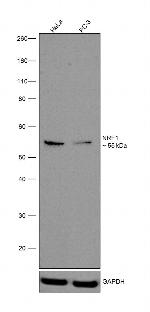 NRF1 Antibody in Western Blot (WB)