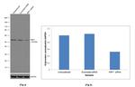 NRF1 Antibody in Western Blot (WB)