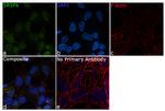 SRSF6 Antibody in Immunocytochemistry (ICC/IF)