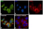 FBP1 Antibody in Immunocytochemistry (ICC/IF)