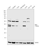 FBP1 Antibody in Western Blot (WB)