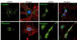 CEP55 Antibody